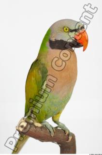 Parrot Psittacula alexandri 0023